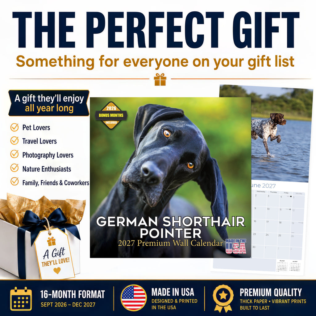German Shorthaired Pointer Wall Calendar 2027 - 12" x 12" Monthly Athletic GSP Pointer & Liver Ticked Gundog Calendar