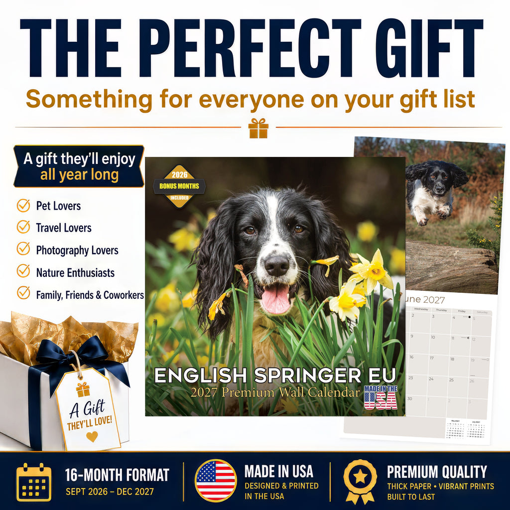 English Springer Spaniel (Euro) Wall Calendar 2027 - 12" x 12" Monthly Athletic European Springer Spaniel Field Dog Calendar