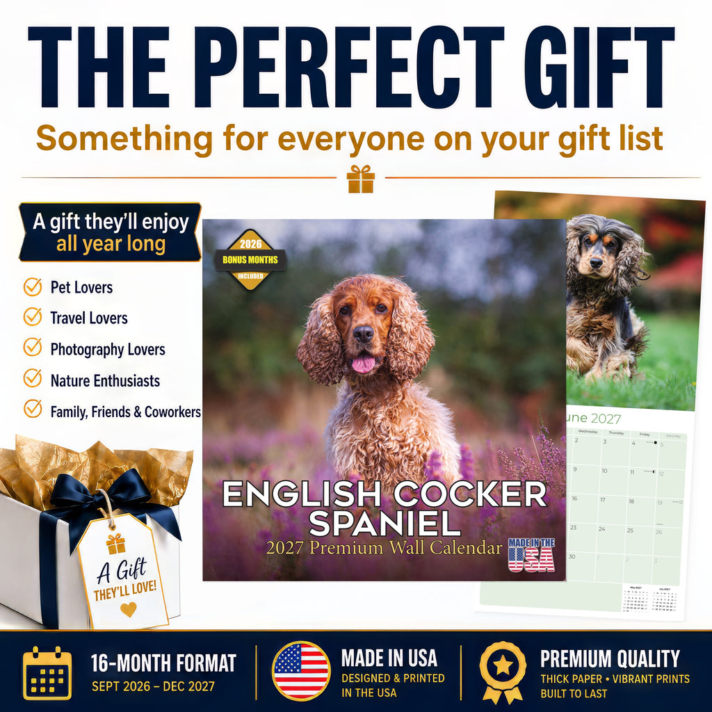 English Cocker Spaniel Wall Calendar 2027 - 12" x 12" Monthly Elegant English Cocker & Long-Eared Gundog Calendar