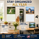 English Setter Wall Calendar 2027 - 12" x 12" Monthly Elegant Feathered Belton & English Setter Gundog Calendar