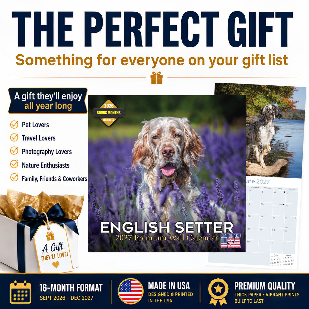 English Setter Wall Calendar 2027 - 12" x 12" Monthly Elegant Feathered Belton & English Setter Gundog Calendar