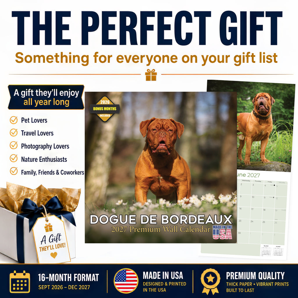 Dogue de Bordeaux Wall Calendar 2027 - 12" x 12" Monthly Powerful French Mastiff & Wrinkled Bordeaux Dog Calendar