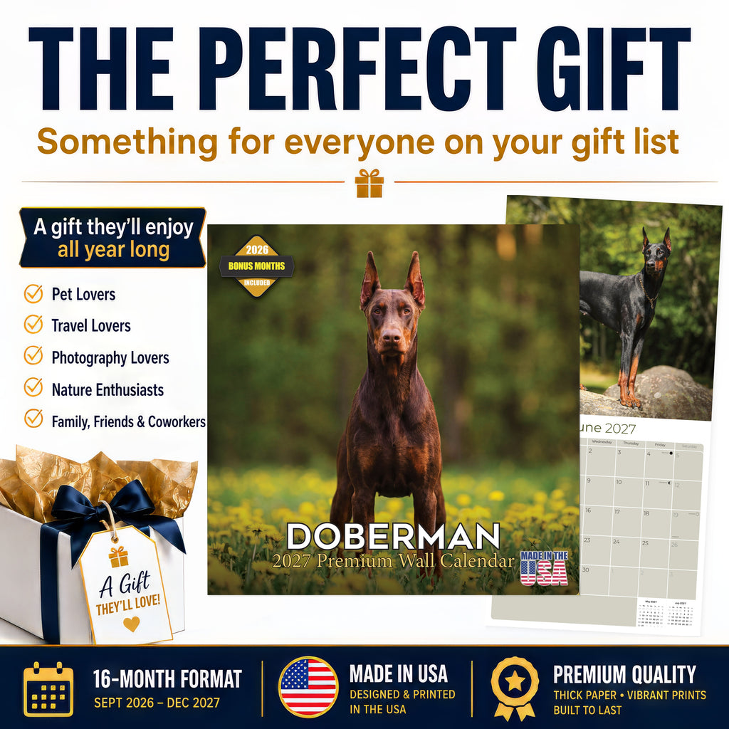 Doberman (US) Wall Calendar 2027 - 12" x 12" Monthly Sleek Guard Dog & Athletic Pinscher Breed Calendar