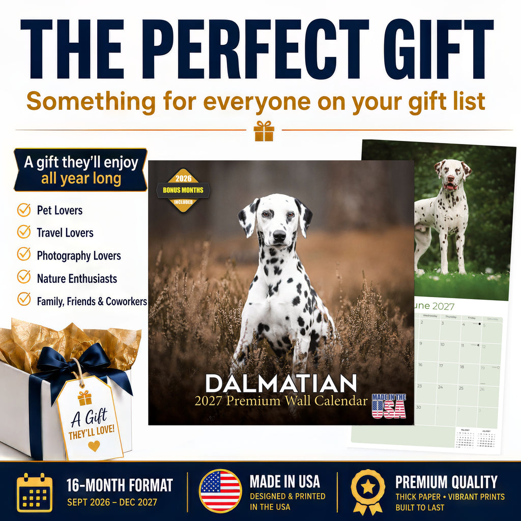 Dalmatian Wall Calendar 2027 - 12" x 12" Monthly Sleek Spotted Coach & Firehouse Dog Breed Calendar