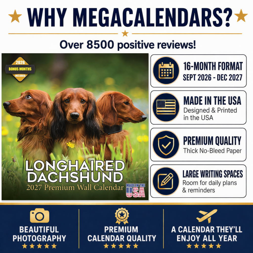 Longhaired Dachshund Wall Calendar 2027 - 12" x 12" Monthly Silky Low-Slung Hound & Elegant Badger Dog Calendar