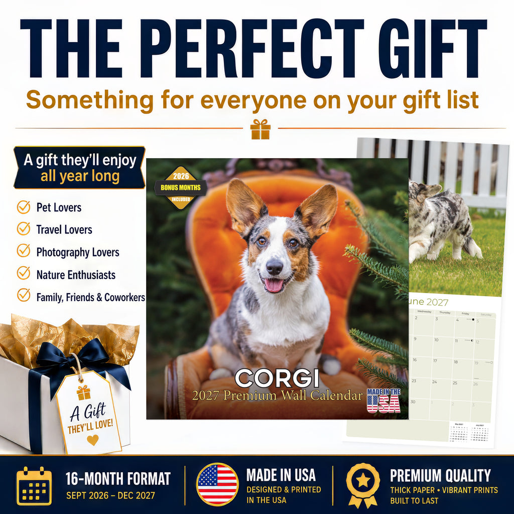Corgi Wall Calendar 2027 - 12" x 12" Monthly Playful Pembroke & Cardigan Welsh Corgi Herding Calendar