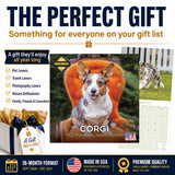 Corgi Wall Calendar 2027 - 12" x 12" Monthly Playful Pembroke & Cardigan Welsh Corgi Herding Calendar