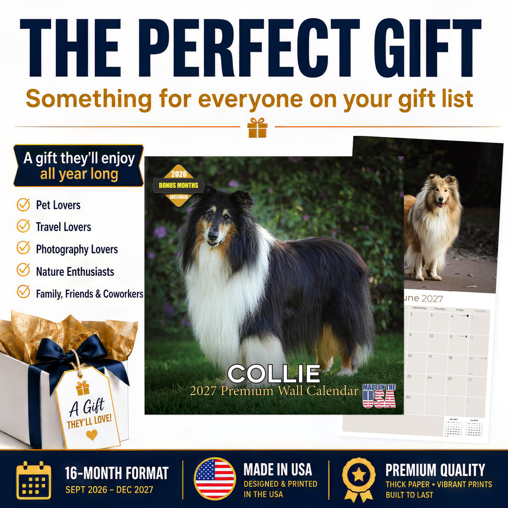 Collie Wall Calendar 2027 - 12" x 12" Monthly Noble & Majestic Rough Collie Herding Calendar