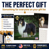 Collie Wall Calendar 2027 - 12" x 12" Monthly Noble & Majestic Rough Collie Herding Calendar