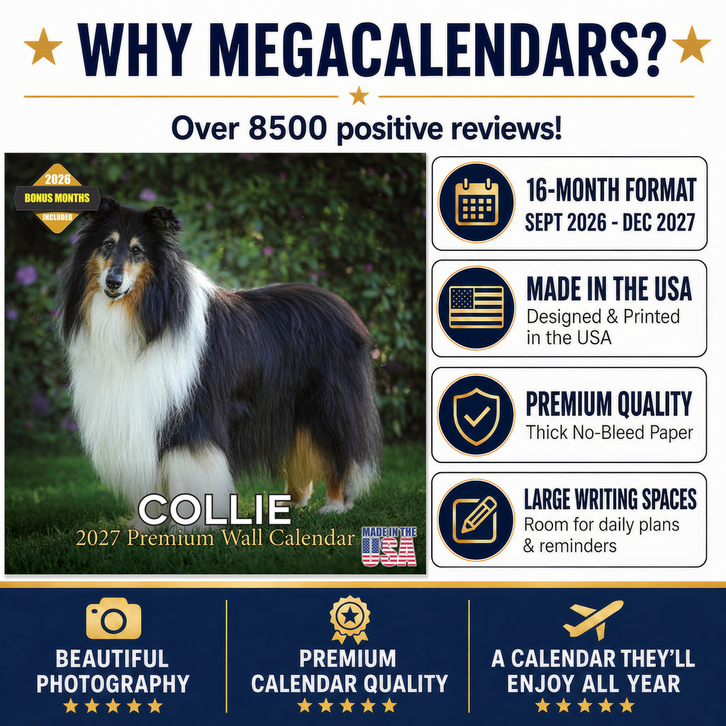 Collie Wall Calendar 2027 - 12" x 12" Monthly Noble & Majestic Rough Collie Herding Calendar