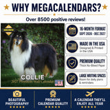 Collie Wall Calendar 2027 - 12" x 12" Monthly Noble & Majestic Rough Collie Herding Calendar