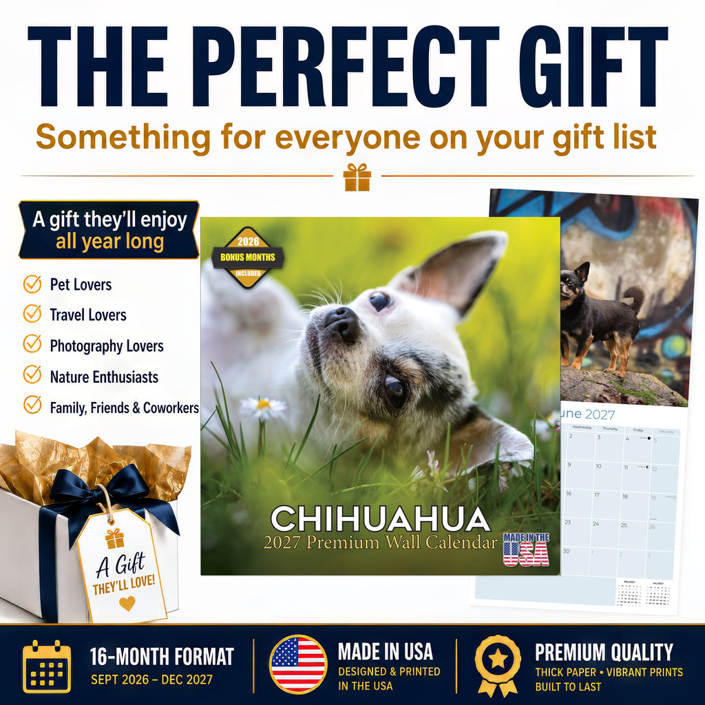 Chihuahua Wall Calendar 2027 - 12" x 12" Monthly Sassy Tiny Toy Dog Breed Calendar