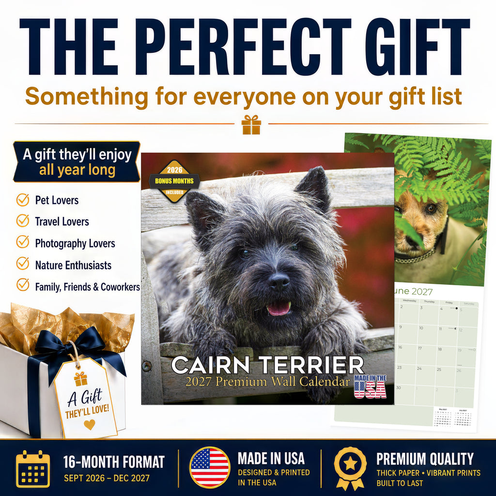 Cairn Terrier Wall Calendar 2027 - 12" x 12" Monthly Hardy Alert Scottish Terrier Breed Calendar