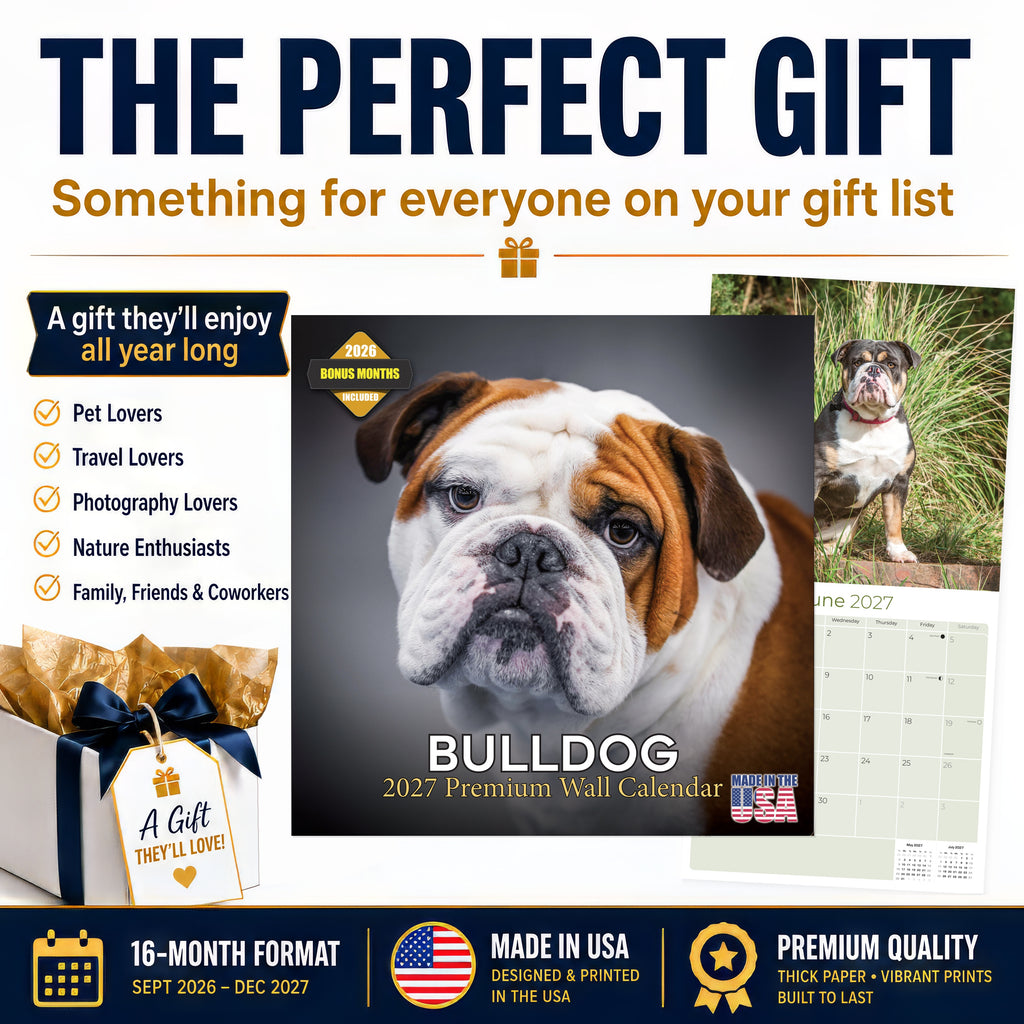Bulldog Wall Calendar 2027 - 12" x 12" Monthly Courageous Calm English Bulldog Calendar