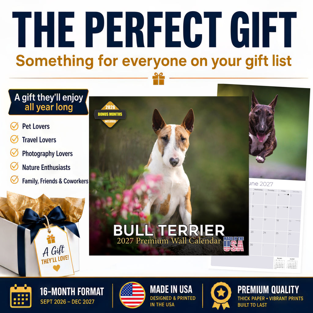 Bull Terrier Wall Calendar 2027 - 12" x 12" Monthly Jaunty Comedic Egg-Head Terrier Calendar