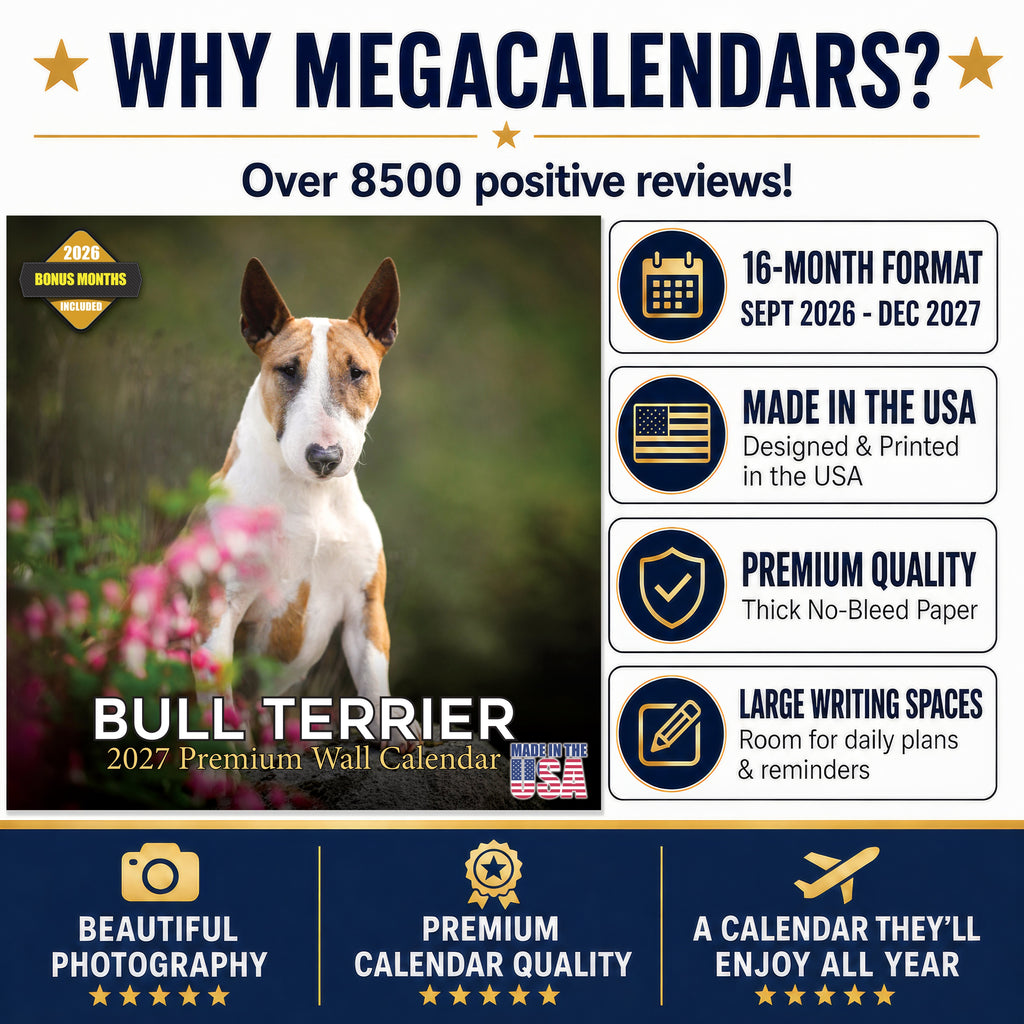 Bull Terrier Wall Calendar 2027 - 12" x 12" Monthly Jaunty Comedic Egg-Head Terrier Calendar