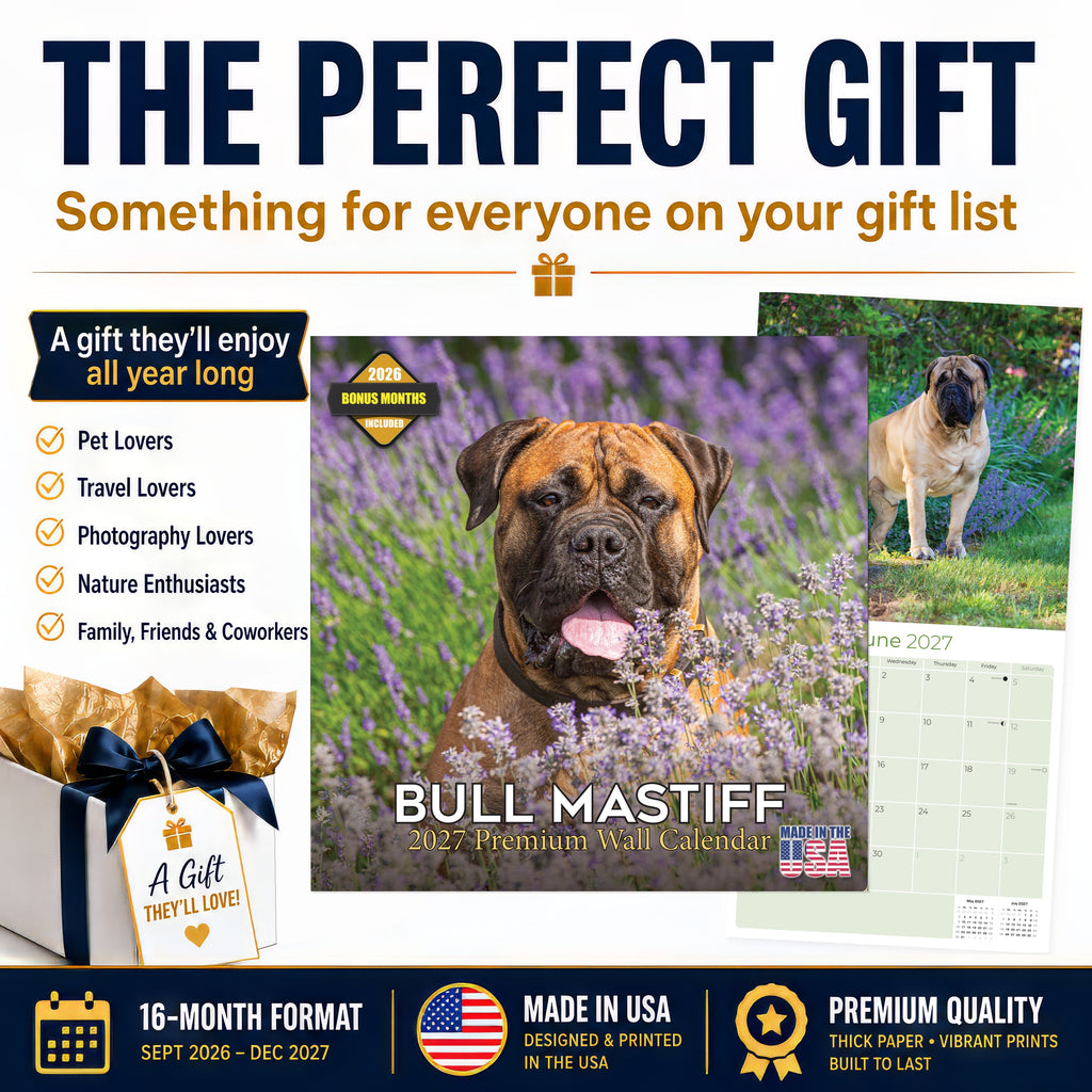 Bullmastiff Wall Calendar 2027 - 12" x 12" Monthly Brave Affectionate Giant Guard Dog Calendar