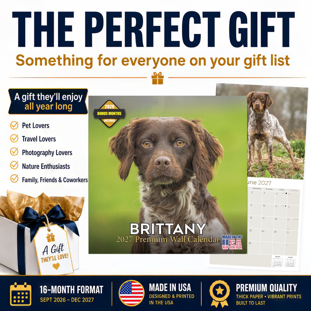 Brittany Wall Calendar 2027 - 12" x 12" Monthly Quick Eager Bird Hunting Dog Breed Calendar