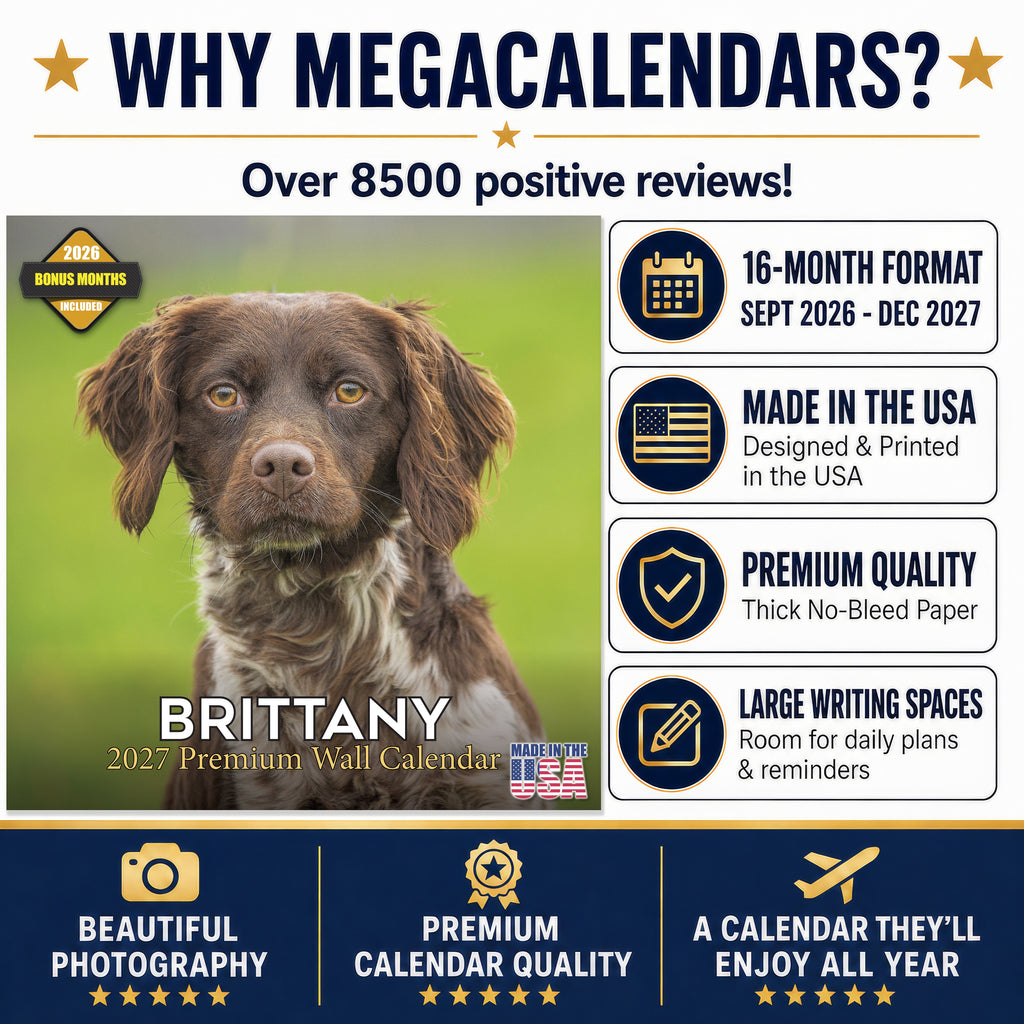 Brittany Wall Calendar 2027 - 12" x 12" Monthly Quick Eager Bird Hunting Dog Breed Calendar