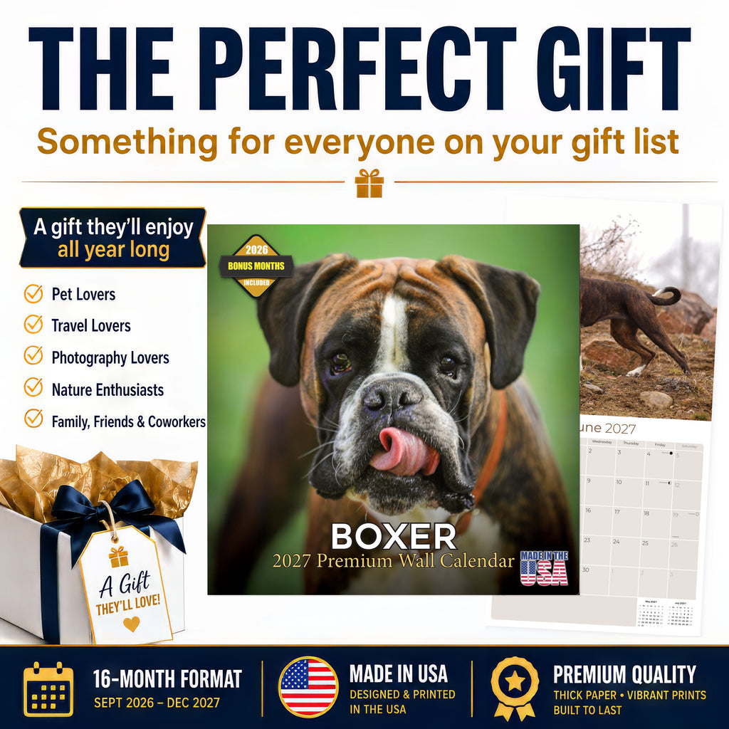 Boxer Wall Calendar 2027 - 12" x 12" Monthly Playful Courageous Athlete Dog Breed Calendar