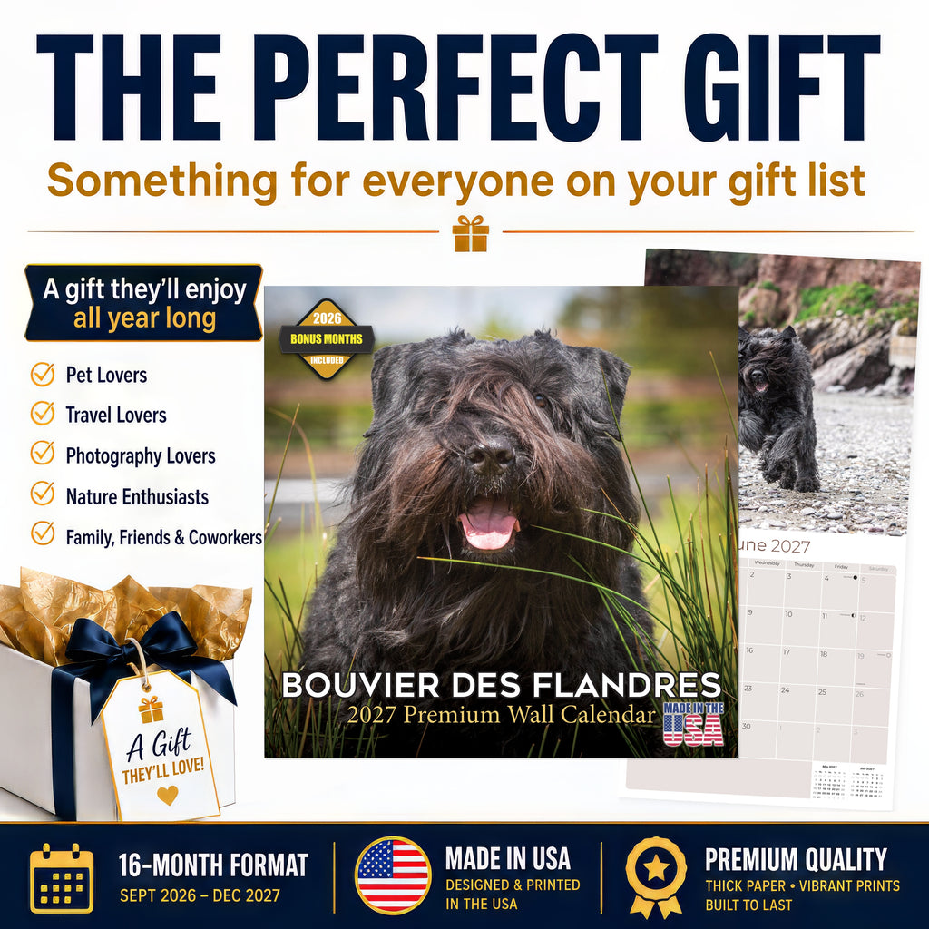Bouvier de Flandres Wall Calendar 2027 - 12" x 12" Monthly Powerful Belgian Herding Dog Breed Calendar