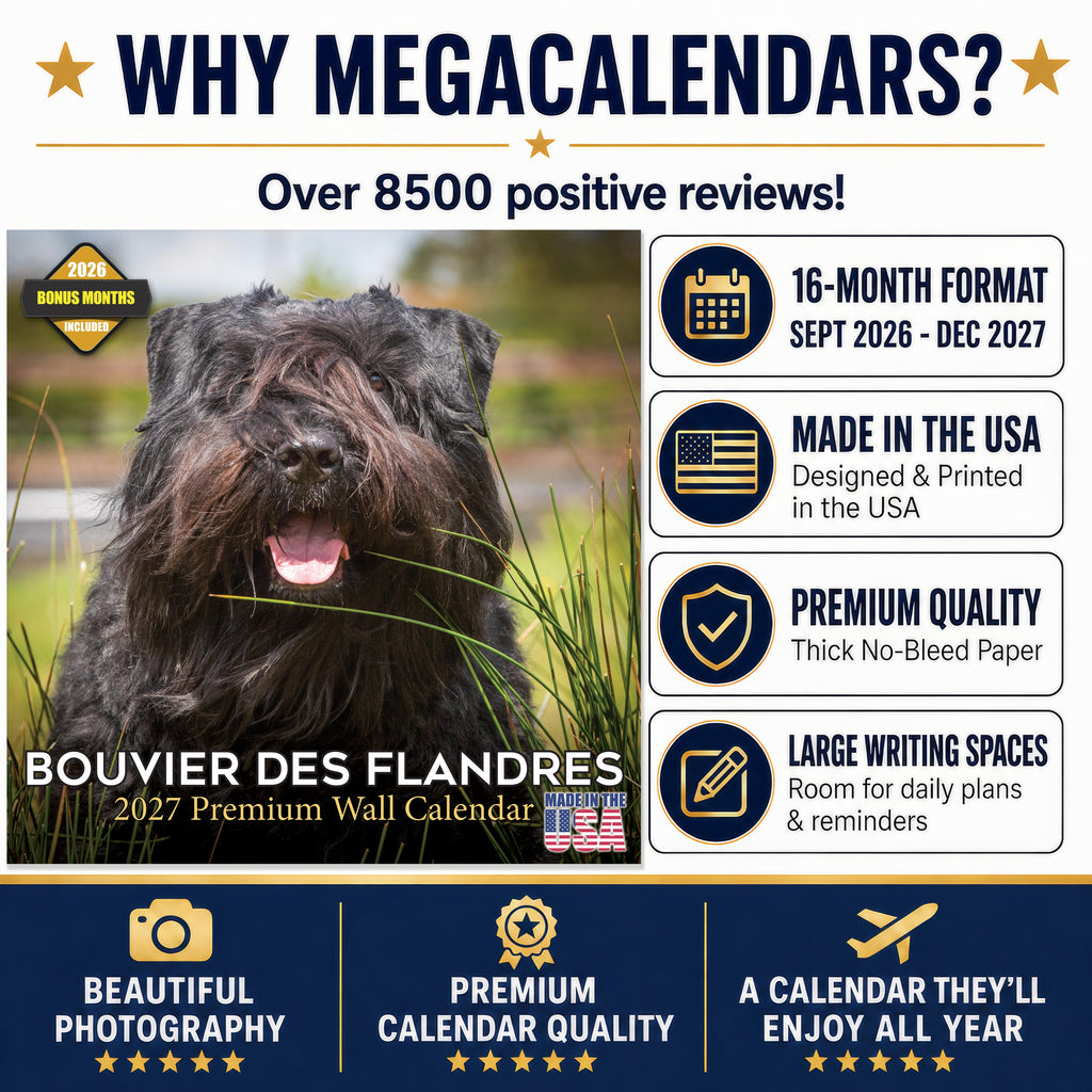 Bouvier de Flandres Wall Calendar 2027 - 12" x 12" Monthly Powerful Belgian Herding Dog Breed Calendar