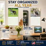 Boston Terrier Wall Calendar 2027 - 12" x 12" Monthly Lively Amusing American Gentleman Calendar