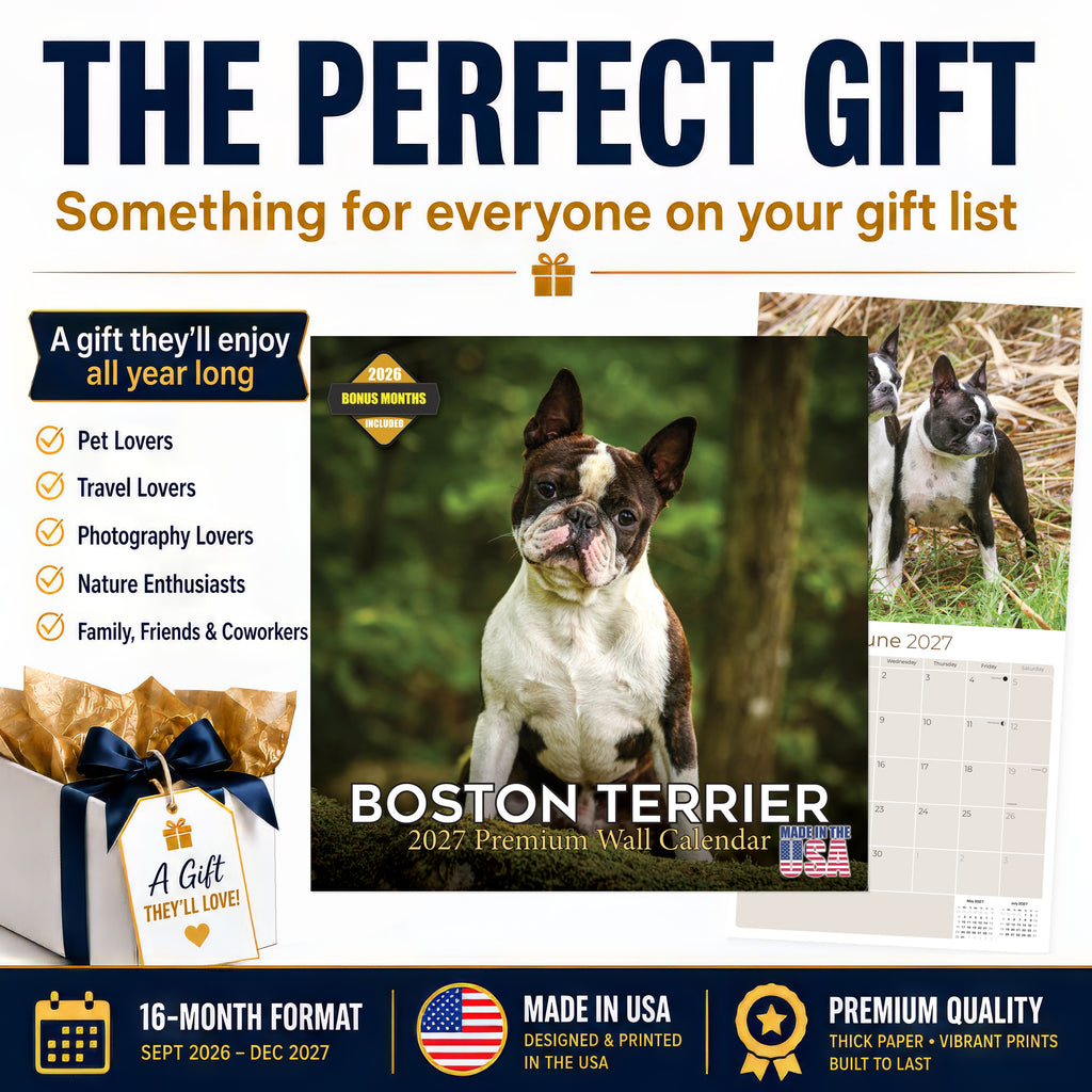 Boston Terrier Wall Calendar 2027 - 12" x 12" Monthly Lively Amusing American Gentleman Calendar