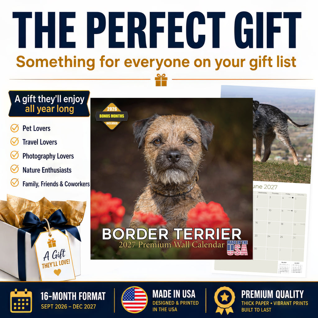 Border Terrier Wall Calendar 2027 - 12" x 12" Monthly Plucky Small Terrier Dog Breed Calendar