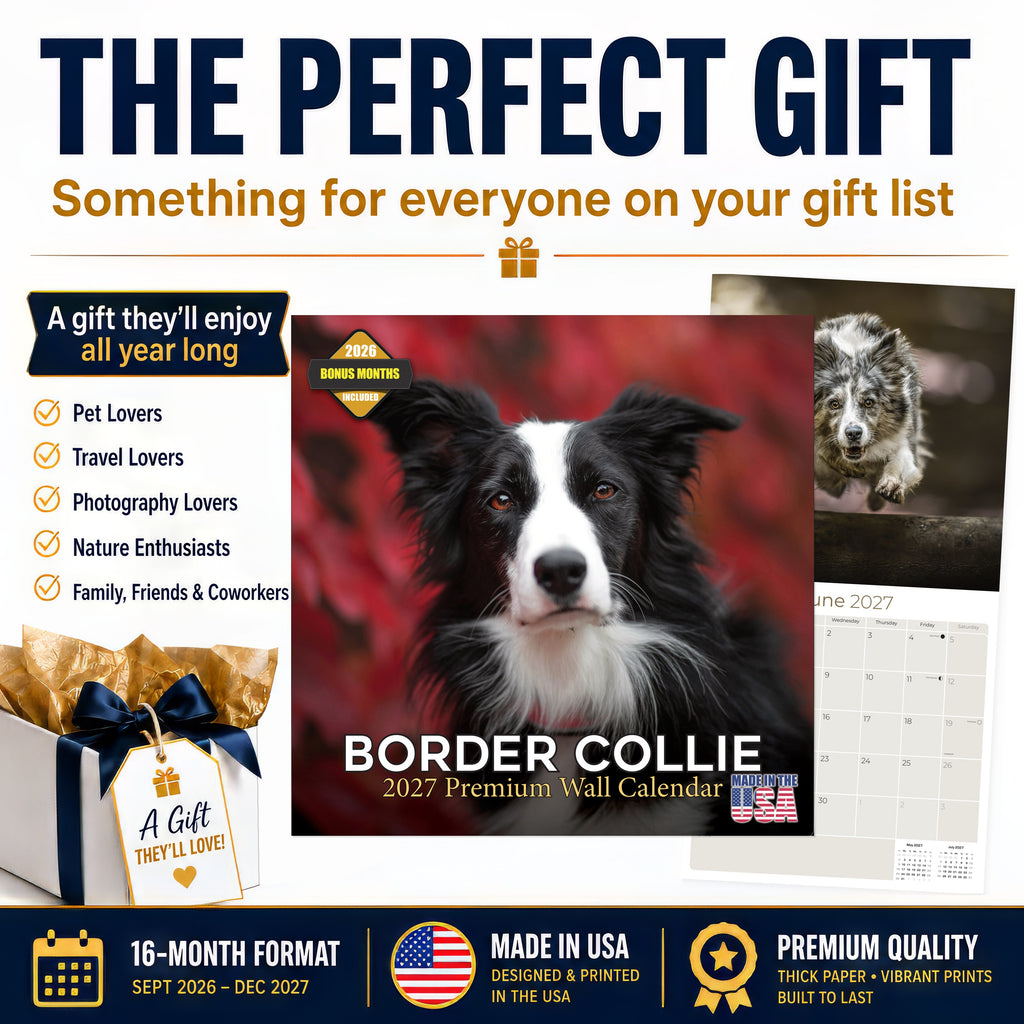 Border Collie Wall Calendar 2027 - 12" x 12" Monthly Brilliant Agile Herding Dog Breed Calendar