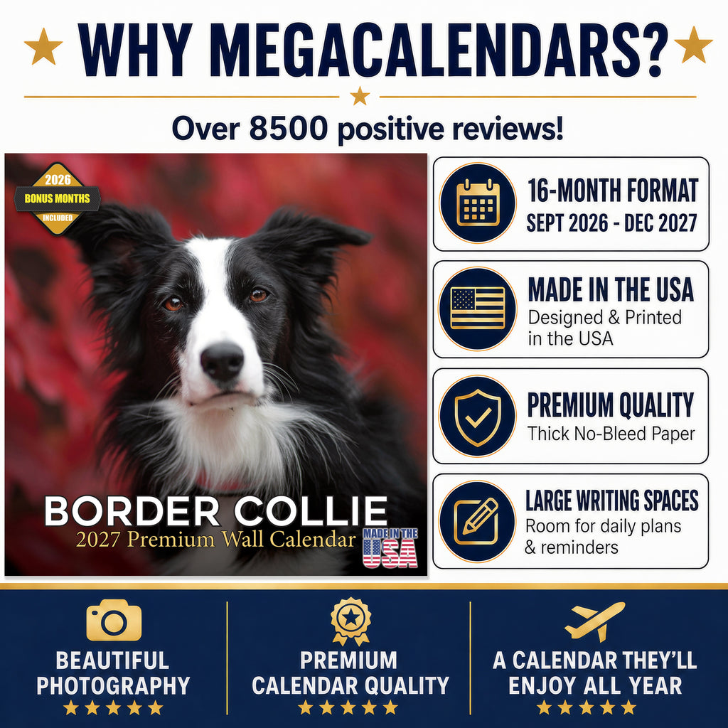 Border Collie Wall Calendar 2027 - 12" x 12" Monthly Brilliant Agile Herding Dog Breed Calendar