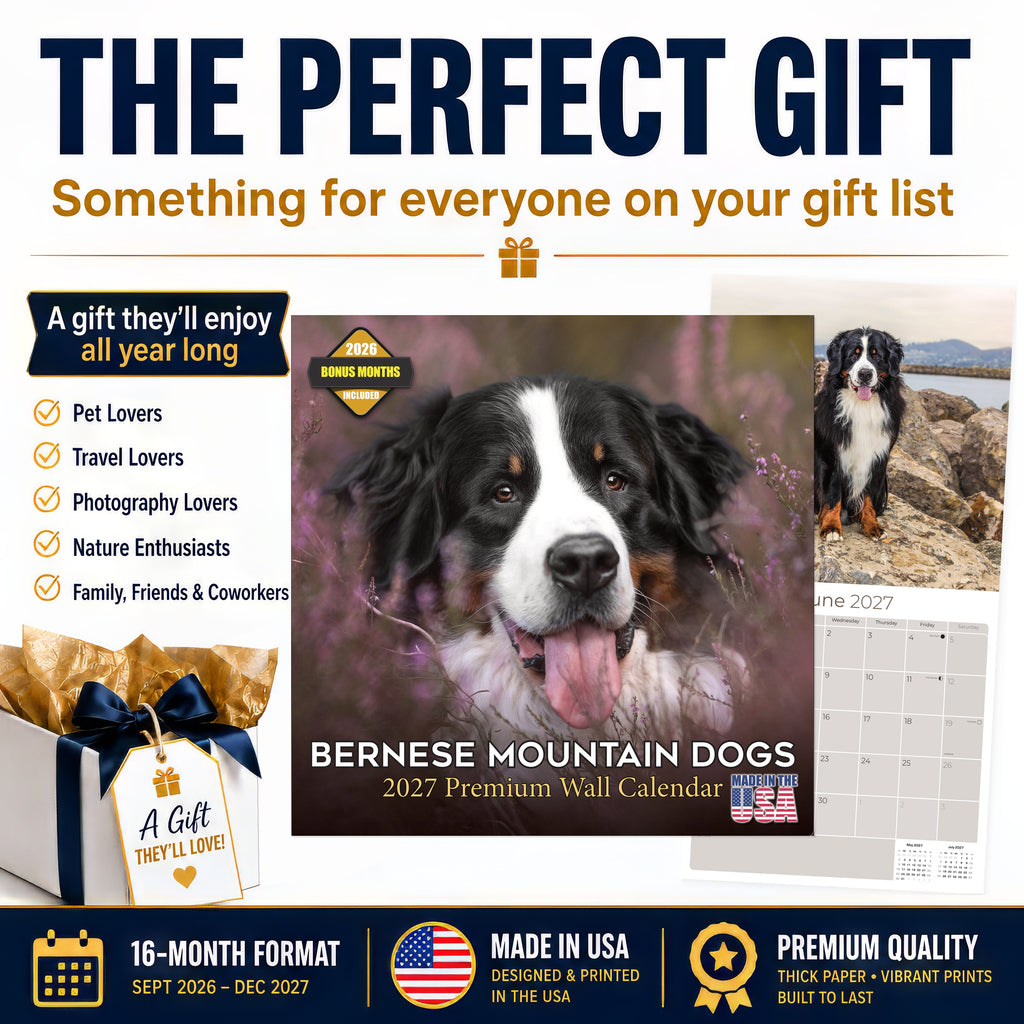 Bernese Mountain Dog Wall Calendar 2027 - 12" x 12" Monthly Gentle Working Alpine Giant Breed Calendar