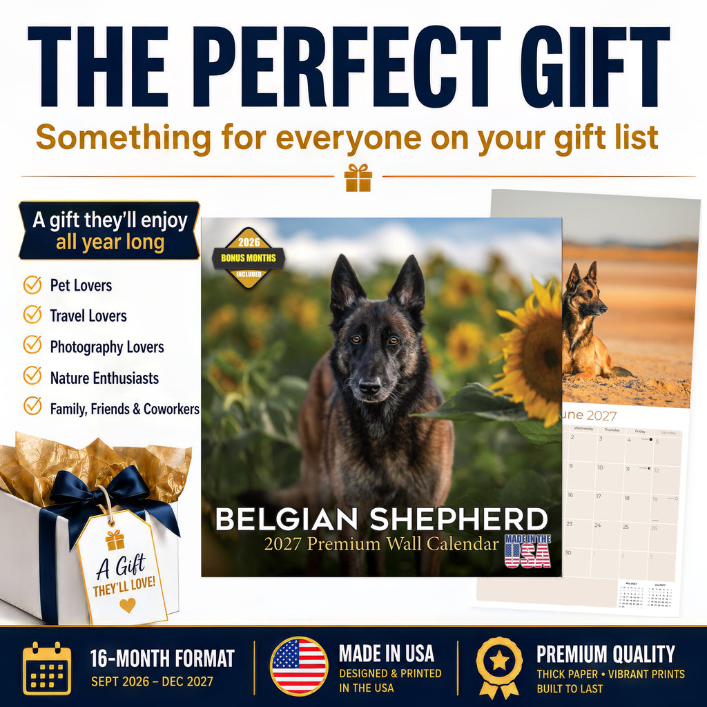 Belgian Shepherd Dog Wall Calendar 2027 - 12" x 12" Monthly Noble & Versatile Herding Working Dog Calendar