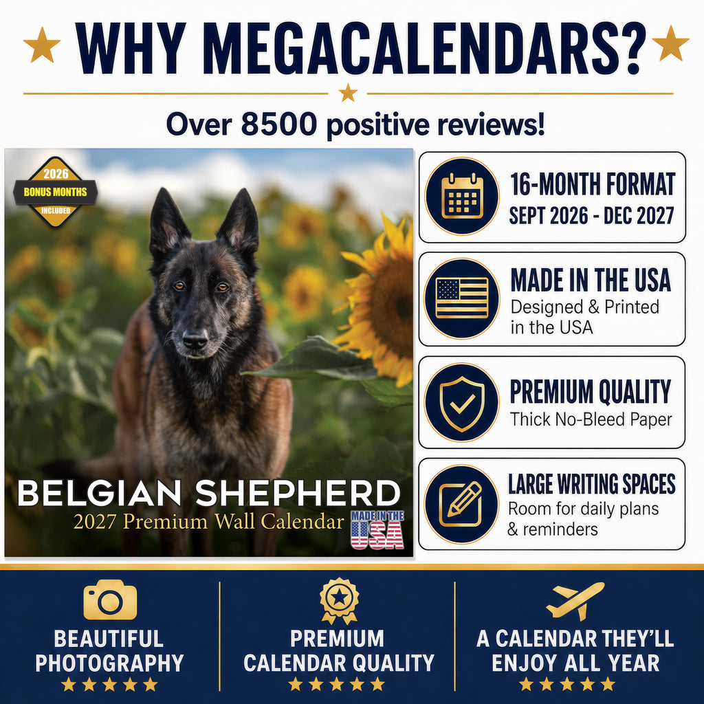 Belgian Shepherd Dog Wall Calendar 2027 - 12" x 12" Monthly Noble & Versatile Herding Working Dog Calendar