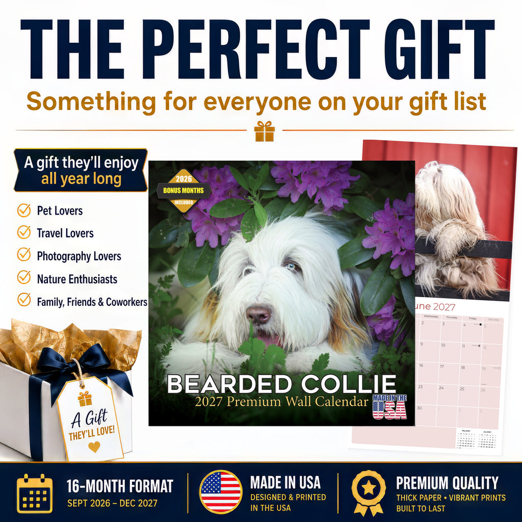 Bearded Collie Wall Calendar 2027 - 12" x 12" Monthly Bouncy Shaggy Herding Dog Calendar