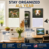 Beagle Wall Calendar 2027 - 12" x 12" Monthly Merry & Curious Scent Hound Dog Calendar