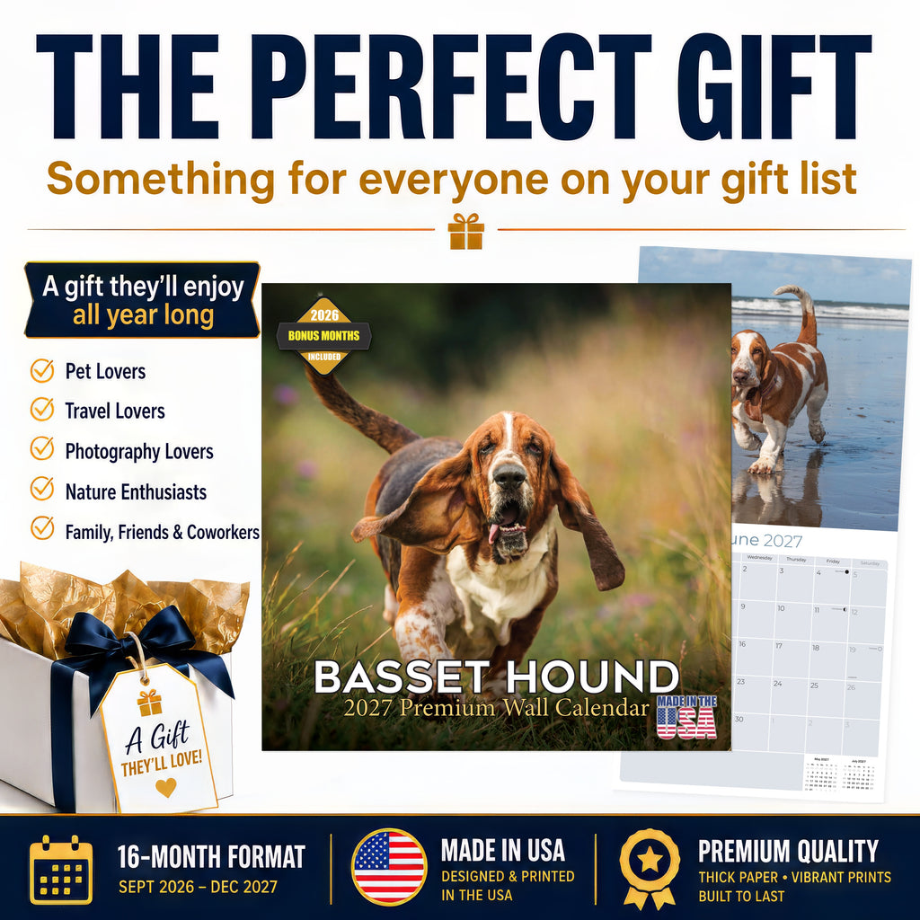 Basset Hound Wall Calendar 2027 - 12" x 12" Monthly Gentle & Long-Eared Scent Hound Calendar