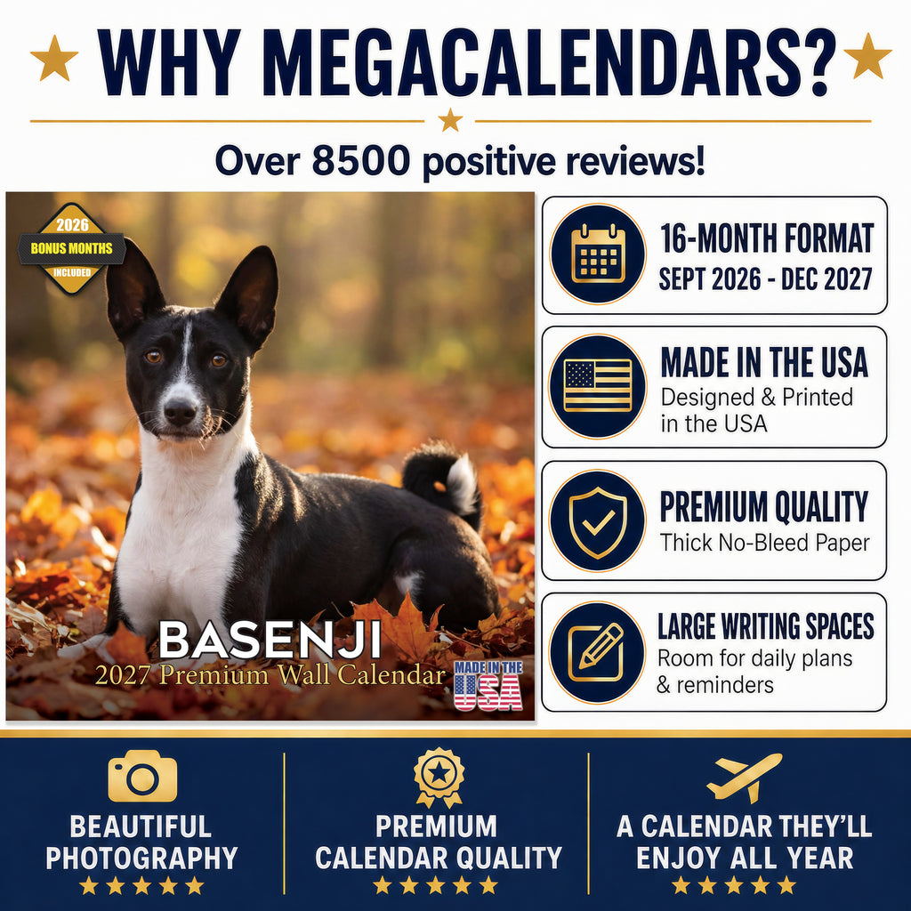 Basenji Wall Calendar 2027 - 12" x 12" Monthly Independent & Alert Barkless Hound Dog Calendar