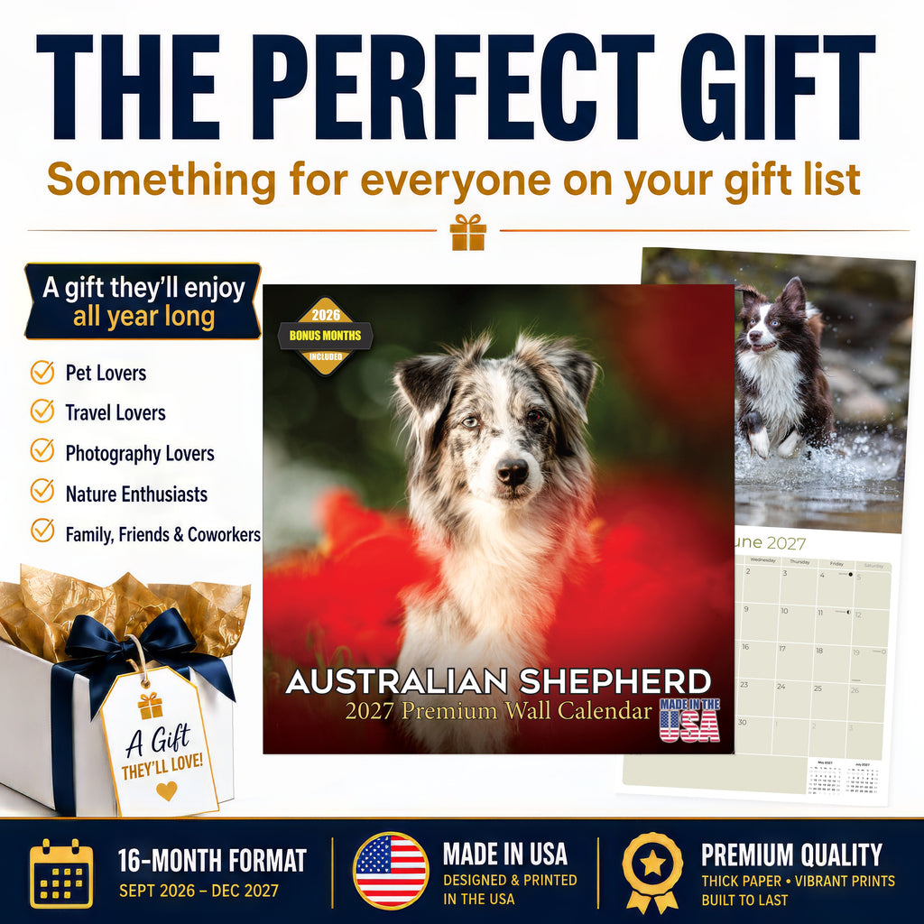 Australian Shepherd Wall Calendar 2027 - 12" x 12" Monthly Intelligent & Agile Herding Dog Calendar