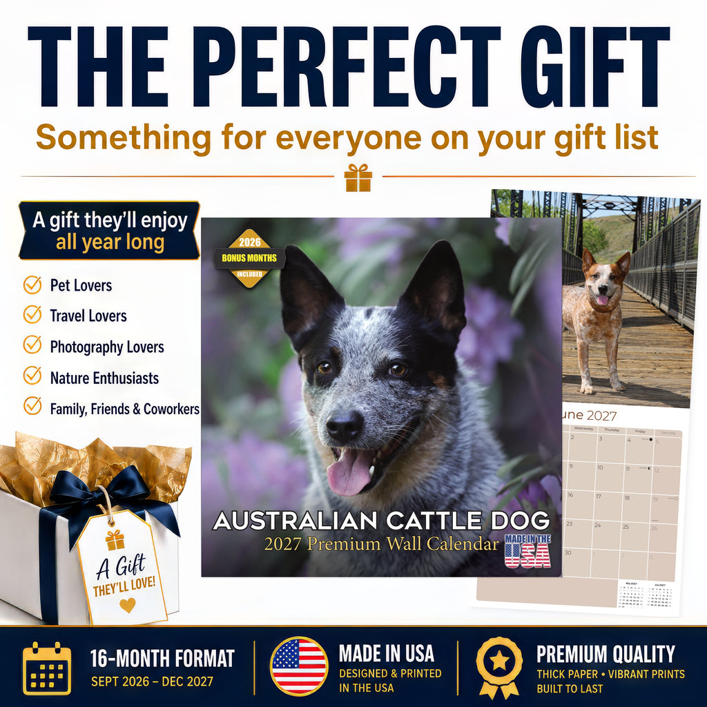 Australian Cattle Dog Wall Calendar 2027 - 12" x 12" 16-Month Intelligent and Resilient Dog Calendar