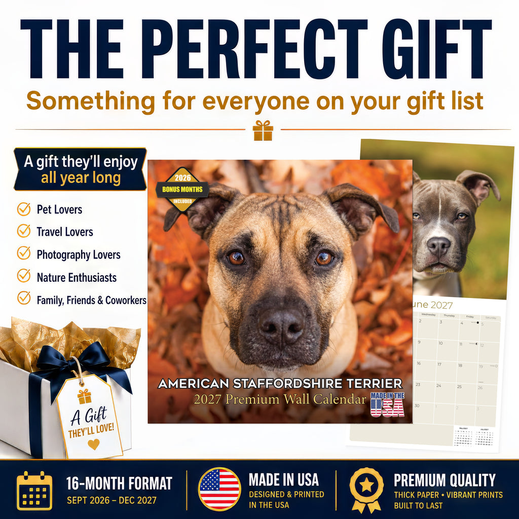 American Staffordshire Terrier Wall Calendar 2027 - 12" x 12" Monthly Strong & Confident AmStaff Breed Calendar