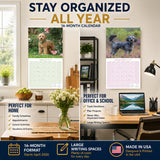 Cavapoo Wall Calendar 2027 - 12" x 12" Monthly Loving Intelligent Designer Cavoodle Calendar