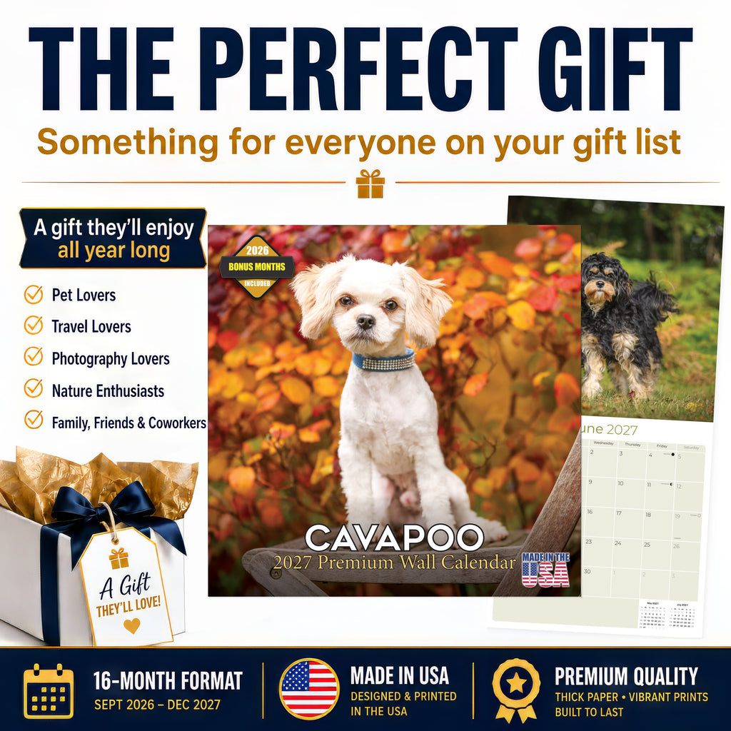 Cavapoo Wall Calendar 2027 - 12" x 12" Monthly Loving Intelligent Designer Cavoodle Calendar