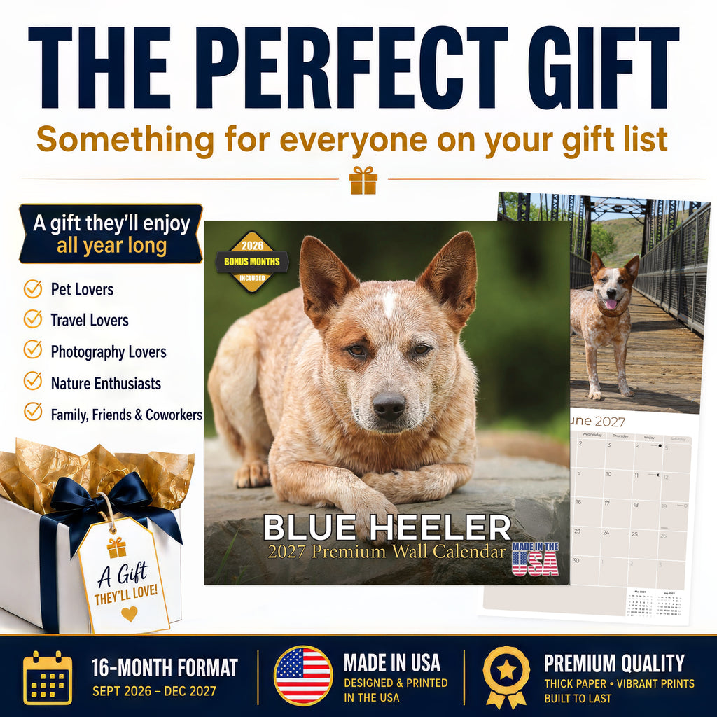 Blue Heeler Wall Calendar 2027 - 12" x 12" Monthly Quick Loyal Australian Herding Dog Breed Calendar