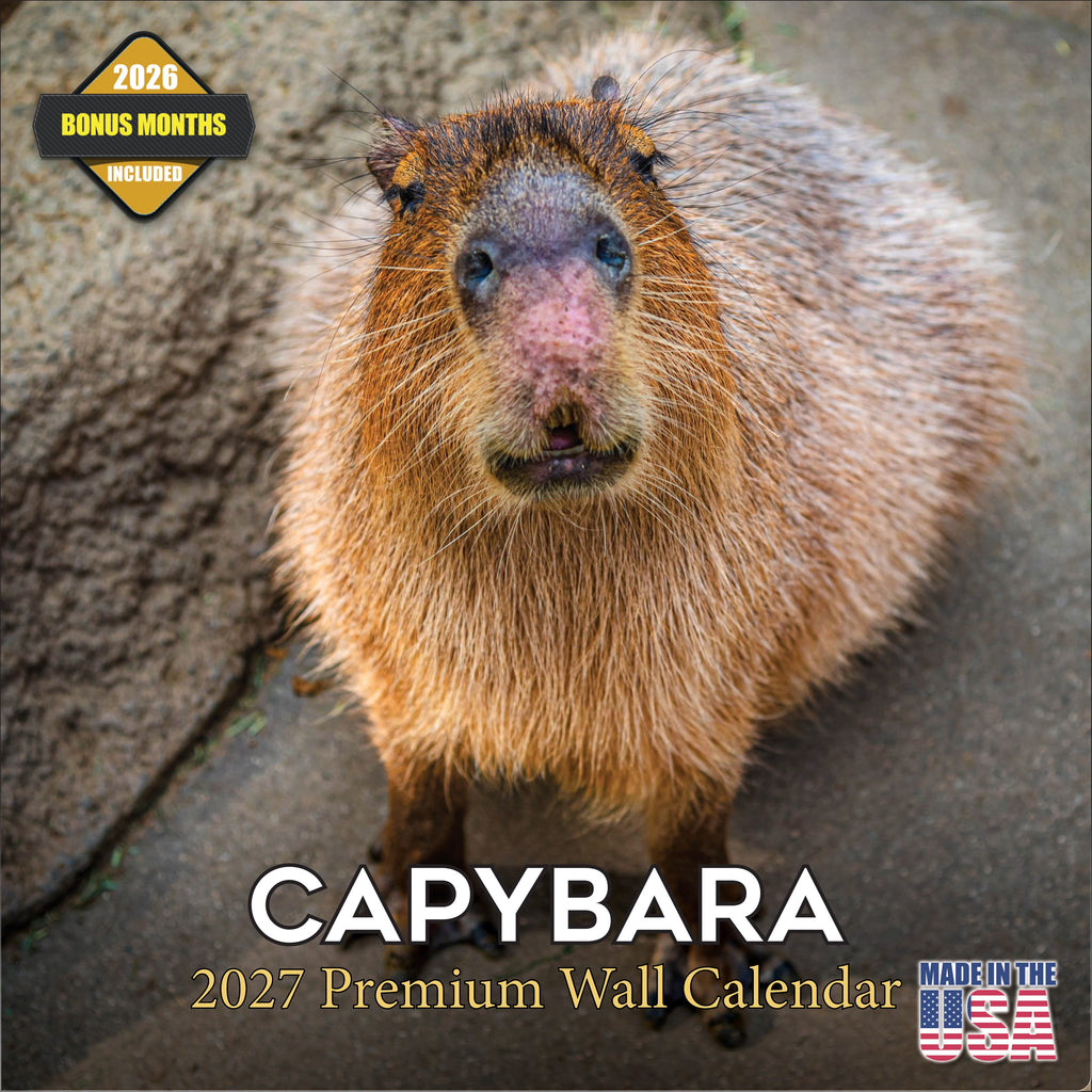 Capybara Wall Calendar 2027 - 12" x 12" Monthly Gentle Social Giant Exotic Rodent Calendar