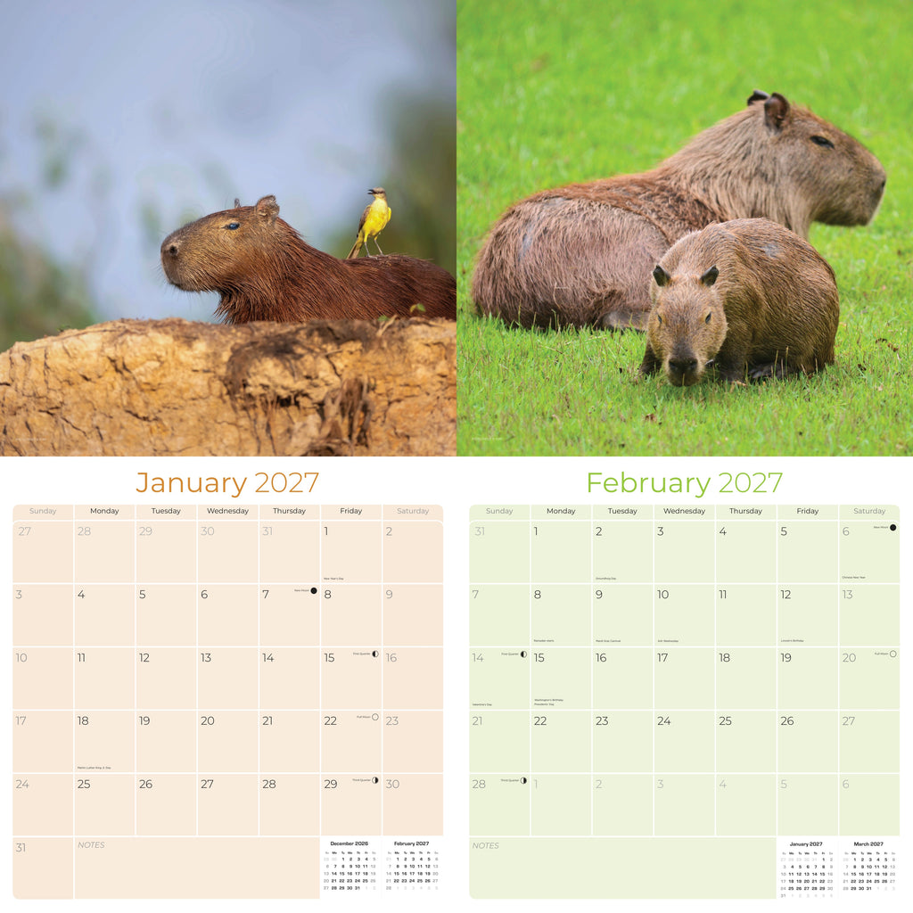 Capybara Wall Calendar 2027 - 12" x 12" Monthly Gentle Social Giant Exotic Rodent Calendar