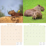 Capybara Wall Calendar 2027 - 12" x 12" Monthly Gentle Social Giant Exotic Rodent Calendar