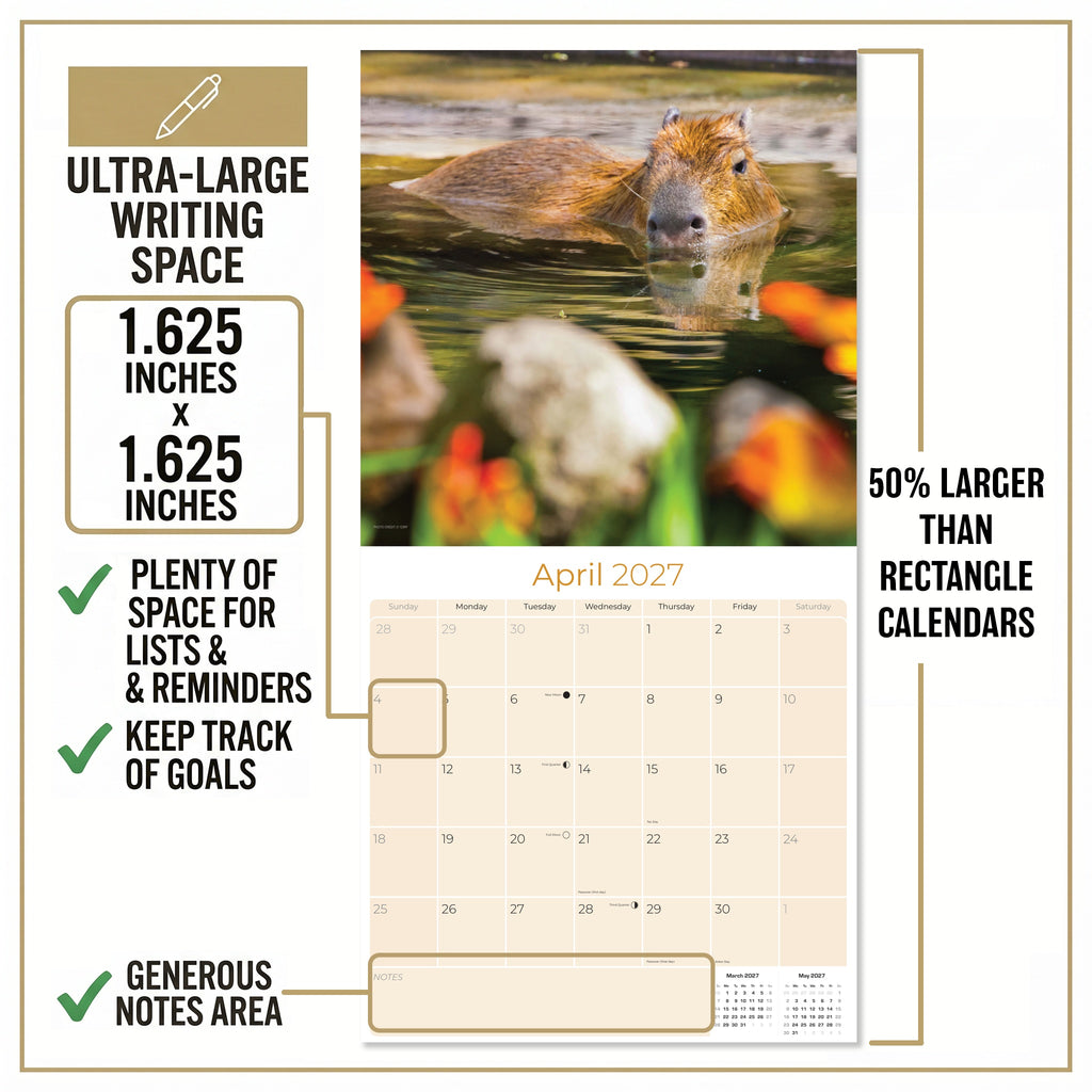 Capybara Wall Calendar 2027 - 12" x 12" Monthly Gentle Social Giant Exotic Rodent Calendar