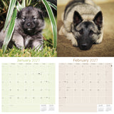 Norwegian Elkhound Wall Calendar 2027 - 12" x 12" Monthly Bold Silver-Grey & Viking Heritage Hound Calendar