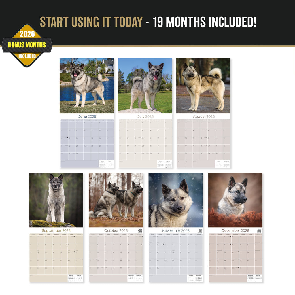 Norwegian Elkhound Wall Calendar 2027 - 12" x 12" Monthly Bold Silver-Grey & Viking Heritage Hound Calendar